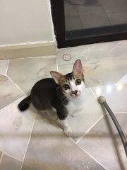 Kitty Boy - Domestic Short Hair Cat