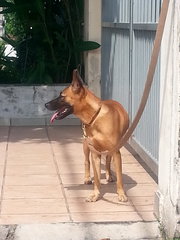 German Shepherd Mix - Great Watchdog - German Shepherd Dog Mix Dog