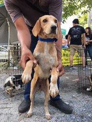 Beagle - Ipoh - Beagle Mix Dog