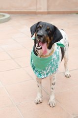 A Smart Boy Named Obee - Labrador Retriever Mix Dog