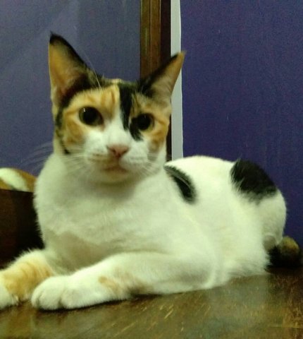 Zara - Domestic Short Hair Cat