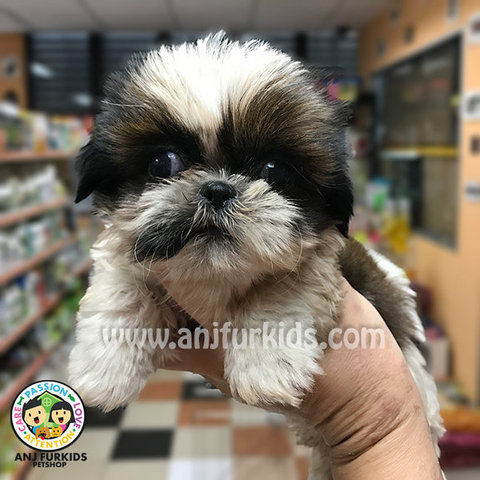 Quality Shih Tzu Pups1 - Shih Tzu Dog