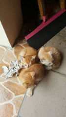 Ginger Kitties - Tabby Cat