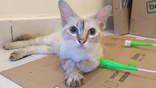 Sunny - Domestic Long Hair Cat