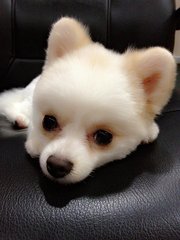 Pixie - Pomeranian Dog