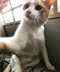 Happy Kitty  - Domestic Short Hair Cat