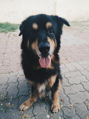 Bheema - German Shepherd Dog + Rottweiler Dog