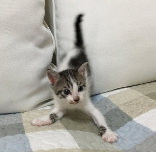 Kittens - Calico Cat