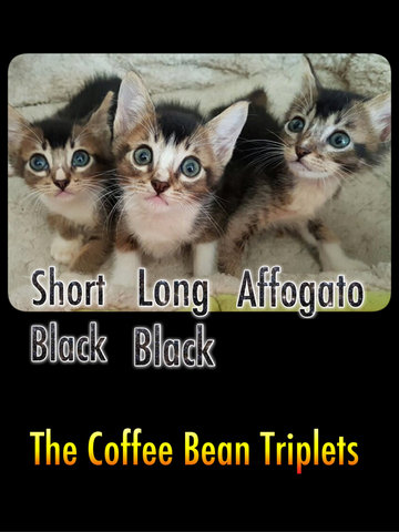 The Coffee-bean Triplets - Domestic Short Hair Cat