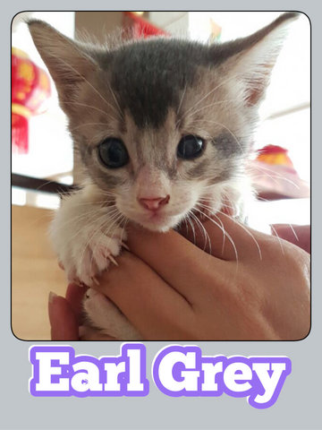 Earl Grey - Domestic Short Hair Cat