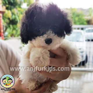 Parti Grey Tiny Toy Poodle Puppy1 - Poodle Dog