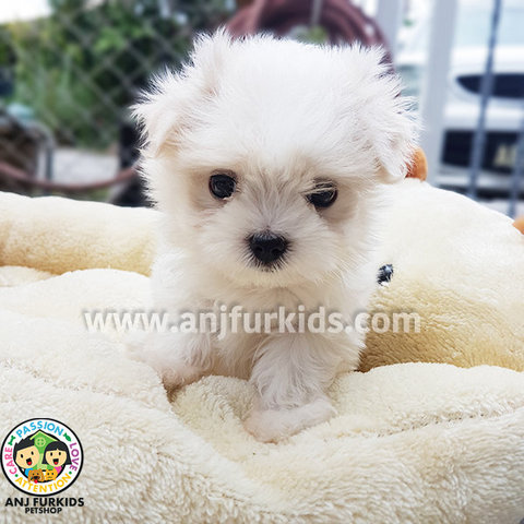 Quality Male Maltese Puppy1 - Maltese Dog