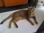 Tigger - Domestic Short Hair Cat