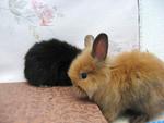 PF8190 - Angora Rabbit Rabbit