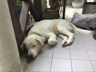 Boy - Labrador Retriever Mix Dog