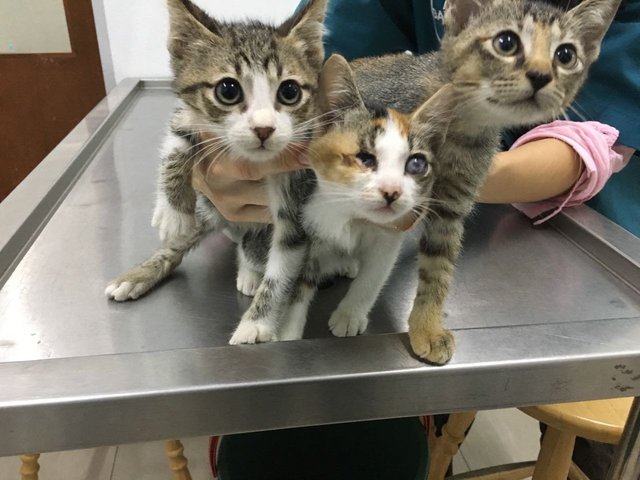 White&amp;grey(M); Darkbrown(F); Calico(F) - Domestic Short Hair Cat