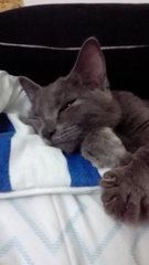 Minuit  - Chartreux Cat