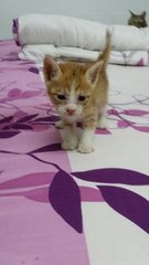 Ginger Boy - Domestic Short Hair Cat