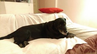 Unknown - Labrador Retriever Mix Dog