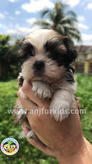 Quality Shih Tzu Puppie1s - Shih Tzu Dog