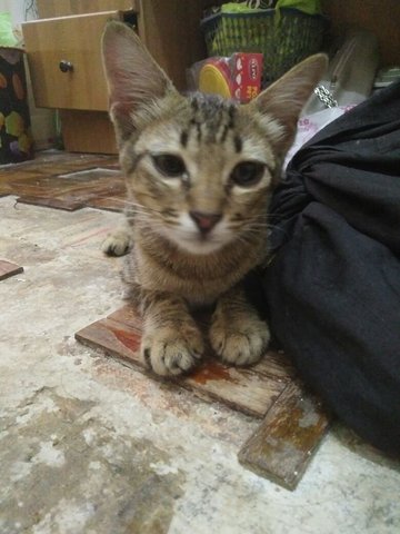 Kitten For Adoption - Female - 6months - Domestic Short Hair Cat