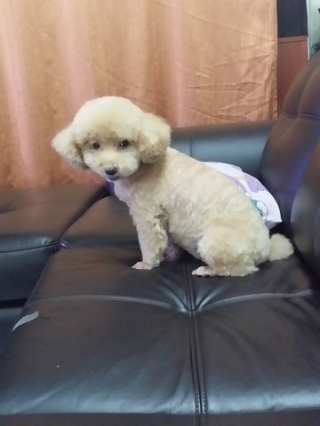 Pinky / Bb - Poodle Dog