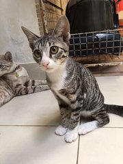 Silver Domestic Short Hair Kittens - Domestic Short Hair Cat