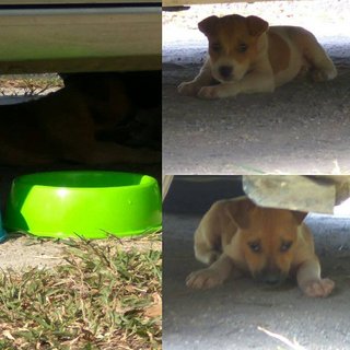 New Puppies For Adoption - Mixed Breed Dog