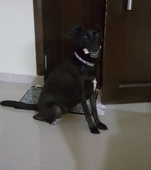 Duchess (Labrador With White Patches) - Labrador Retriever Dog