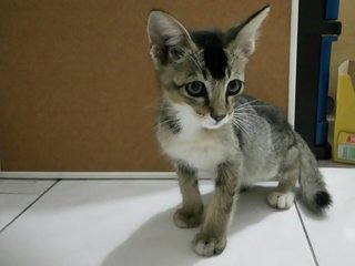 Kitty Kitty - Domestic Medium Hair Cat