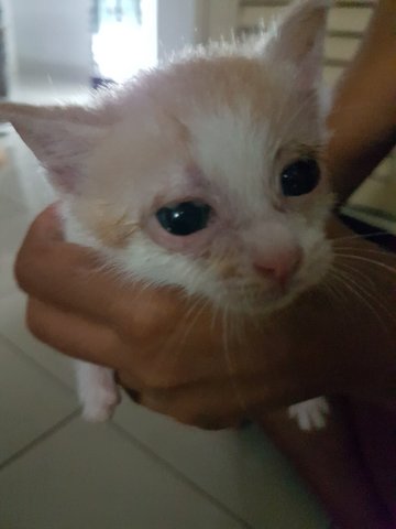 Orphaned Kittens - Domestic Short Hair Cat