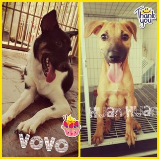 Vovo &amp; Huan Huan - Mixed Breed Dog
