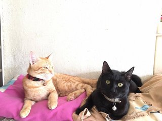 Tinkle - Manx + Korat Cat