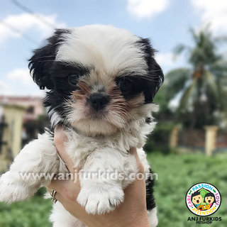 Quality Female Black 1white Shih Tzu Pup - Shih Tzu Dog