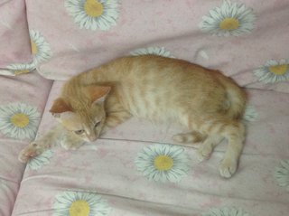 🐱free Neuter-happy Feet🐱 - Domestic Short Hair Cat