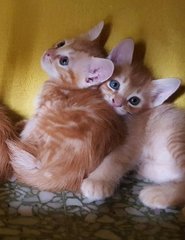 Little Garfields  - Domestic Medium Hair Cat