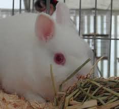 Snow Ball - Netherland Dwarf Rabbit