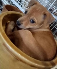 Josie - Yellow Labrador Retriever Mix Dog
