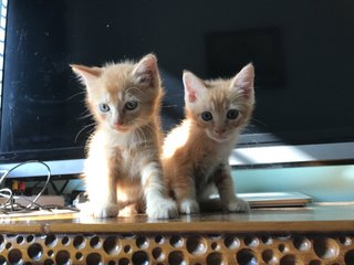 Oyen (left) & Ogen (right)