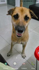 Daisy - Mixed Breed Dog