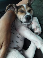 Jack - Puppy @ Damansara! - Mixed Breed Dog