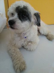 Gigi - Shih Tzu + Schnauzer Dog