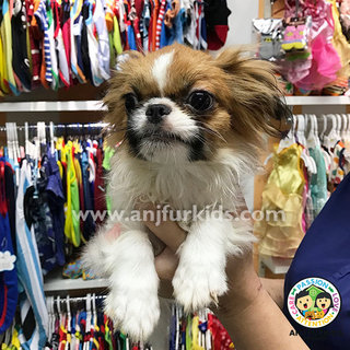 Female Shih Tzu Mix Japanese Chin Puppy - Shih Tzu + Japanese Chin Dog