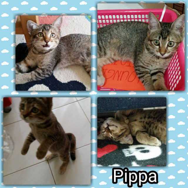 Philippa Pippa - Domestic Short Hair Cat