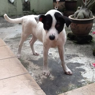 Fatty Boy - Bull Terrier Mix Dog