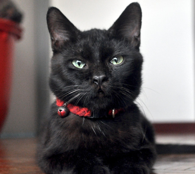 ♥ Bagheerah ♥ (Extremely Loving!) - Domestic Short Hair + Bombay Cat