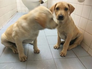 Baby - Labrador Retriever Mix Dog