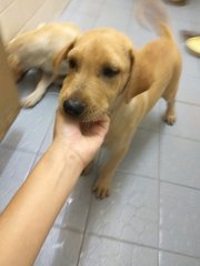 Baby - Labrador Retriever Mix Dog