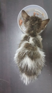 Small Paw - Domestic Short Hair Cat