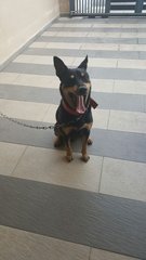 Hunter - Rottweiler + German Shepherd Dog Dog